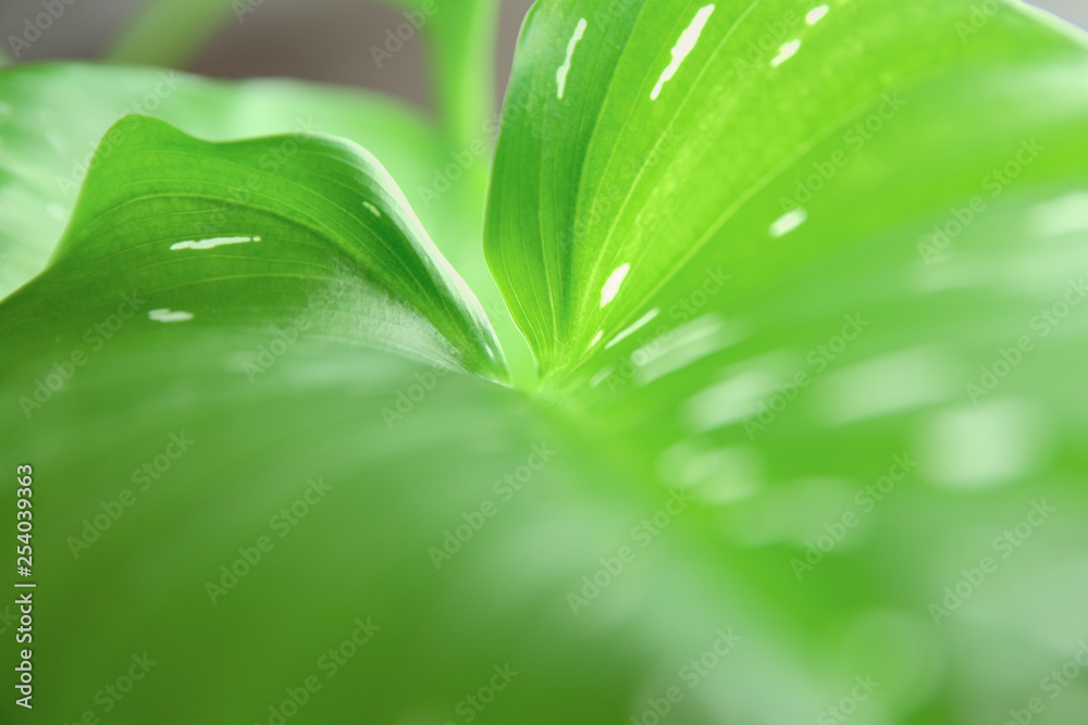 Obraz premium Calla lily. Creative layout made of leaves. Flower leaf green background. Flat lay. Nature concept