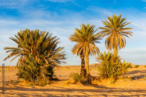 Palm tree in Sahara desert  desert oasis