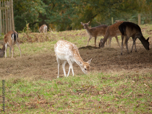 Animal deer