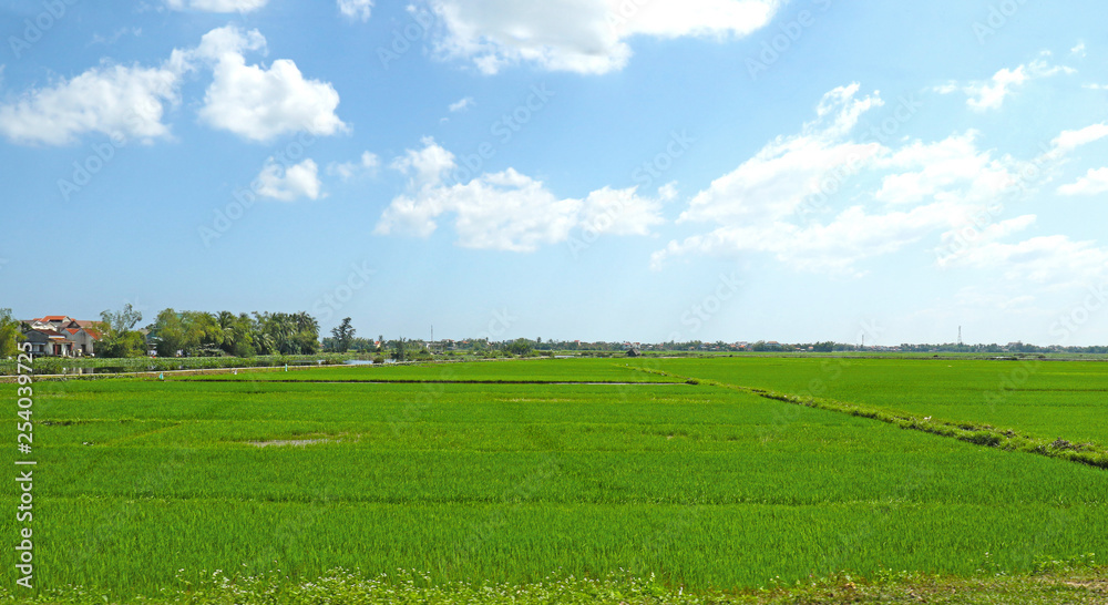 Lush Green Rice fields in Da Nang. Vietnam. South Asia Rice Bowl region.