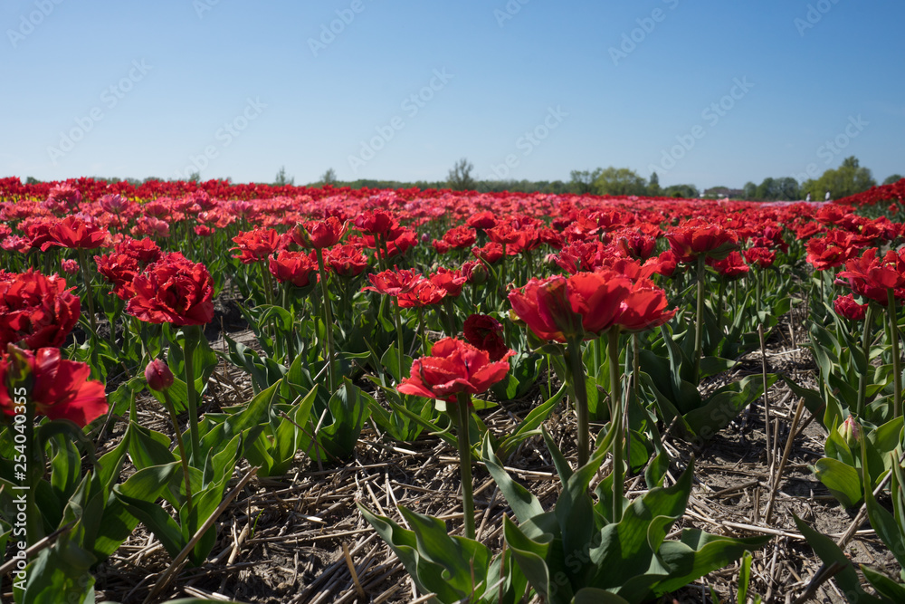 Netherlands,Lisse, a red flower in a field
