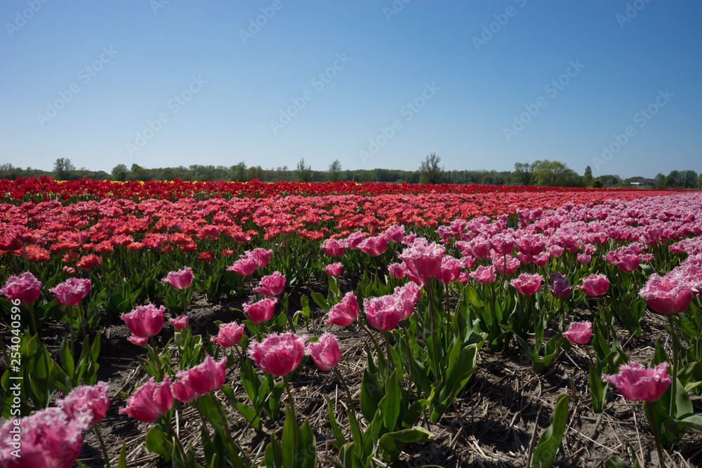 Netherlands,Lisse, Hitachi Seaside Park, a pink flower in a field with Hitachi Seaside Park in the background
