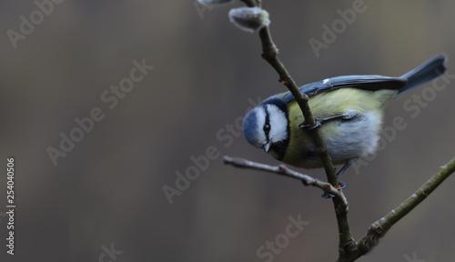 Little Blue tit on a branch of flowering willow, turned his head to the side and looks down....