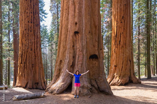 Young woman is standing under the three Giant Sequoia trees in afternoon light in Sequoia National park, United states of America