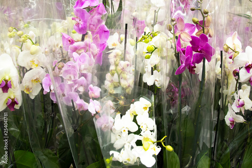 bouquets of orchids