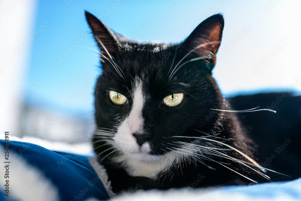 A black cat with a black and white snout, lying on a blue bed on a windowsill, a blue sky in the background. A black cat with a black and white snout, lying on a blue bed on a windowsill, a blue sky in the background.