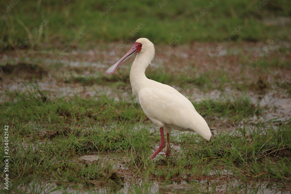 African spoonbill in the wetlands African spoonbill in the wetlands