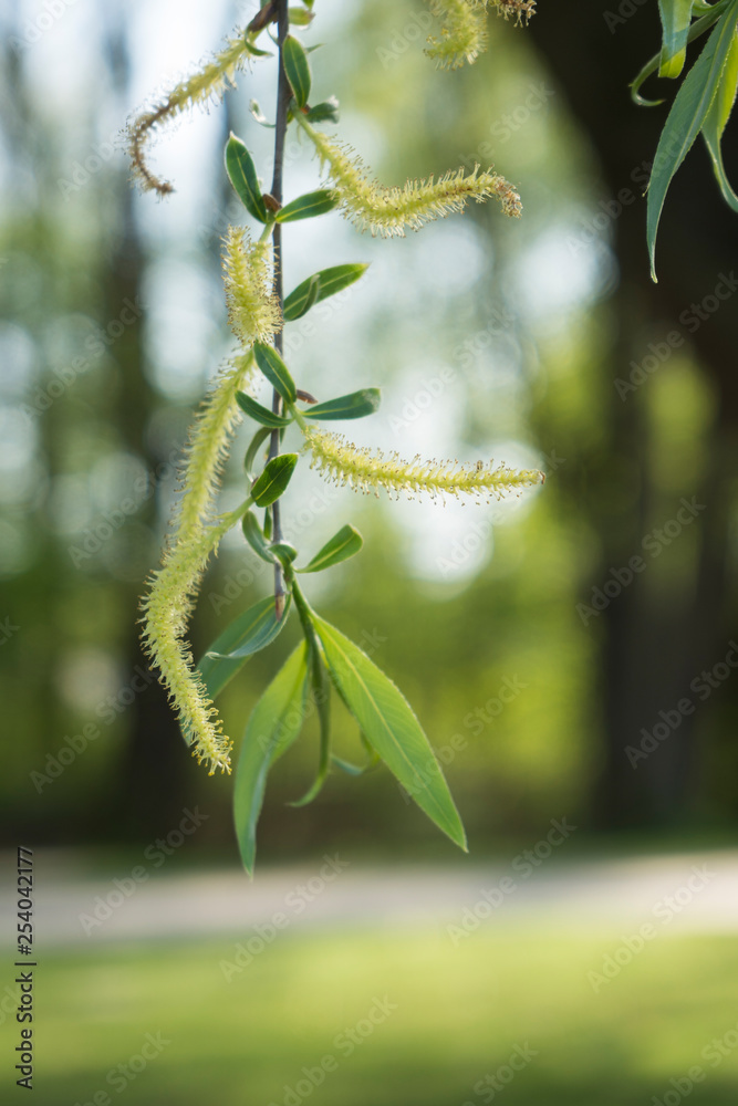 Blüten einer Weide (Salix)