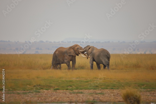 Duel of two elephants