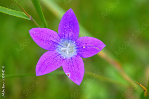 wild purple flower