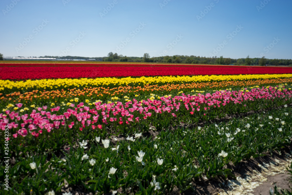 Netherlands,Lisse, a close up of a flower garden Netherlands,Lisse, a close up of a flower garden