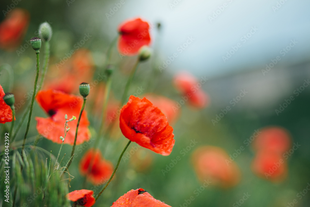 Obraz premium Wild red poppies close-up in the field