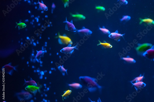 Small colorful fish underwater. Glofish close up.