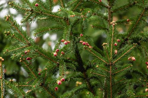 Young red fir cones on the branches