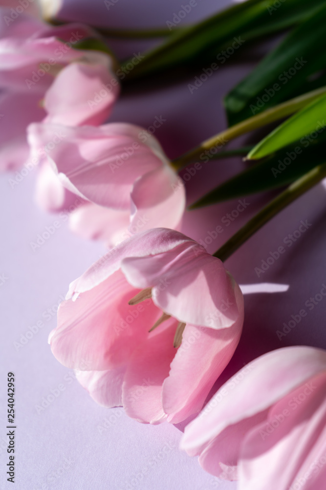 Vertical. Fresh pink tulips on pink background