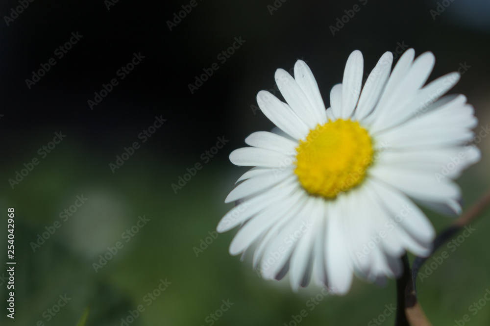 Obraz premium Daisy persistent and widespread growth, heralding the arrival of spring to our gardens, has resulted in children using its flowers to make necklaces and adults desperately trying to rid `weed`.