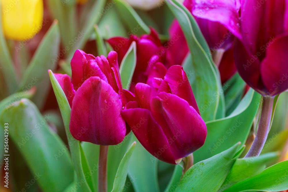 Fototapeta premium Spring tulips in pastel colors in the garden