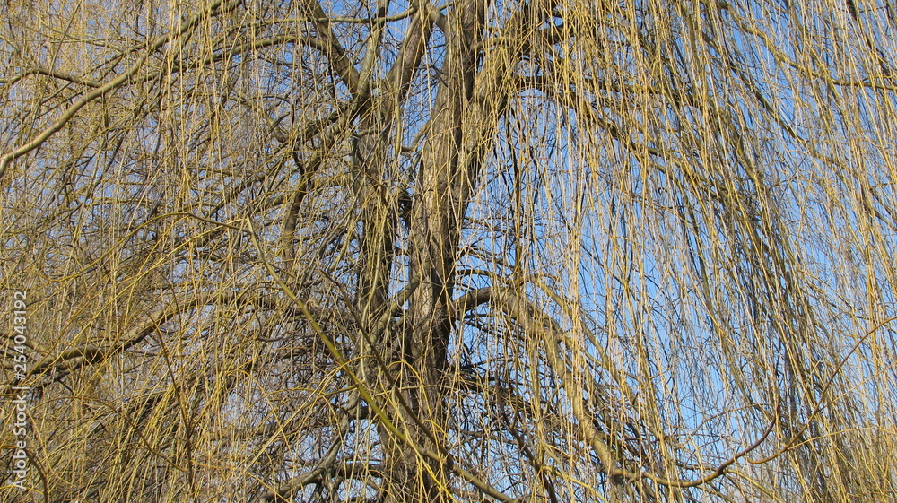 Branches of a weeping willow in spring. Branches of a weeping willow in spring.