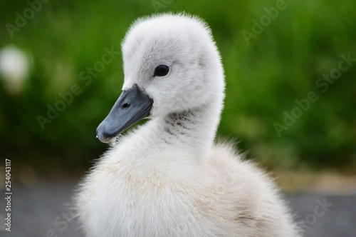 Fototapeta Naklejka Na Ścianę i Meble -  baby swan