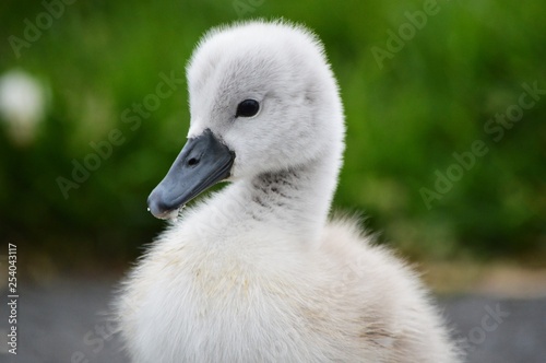 baby swan