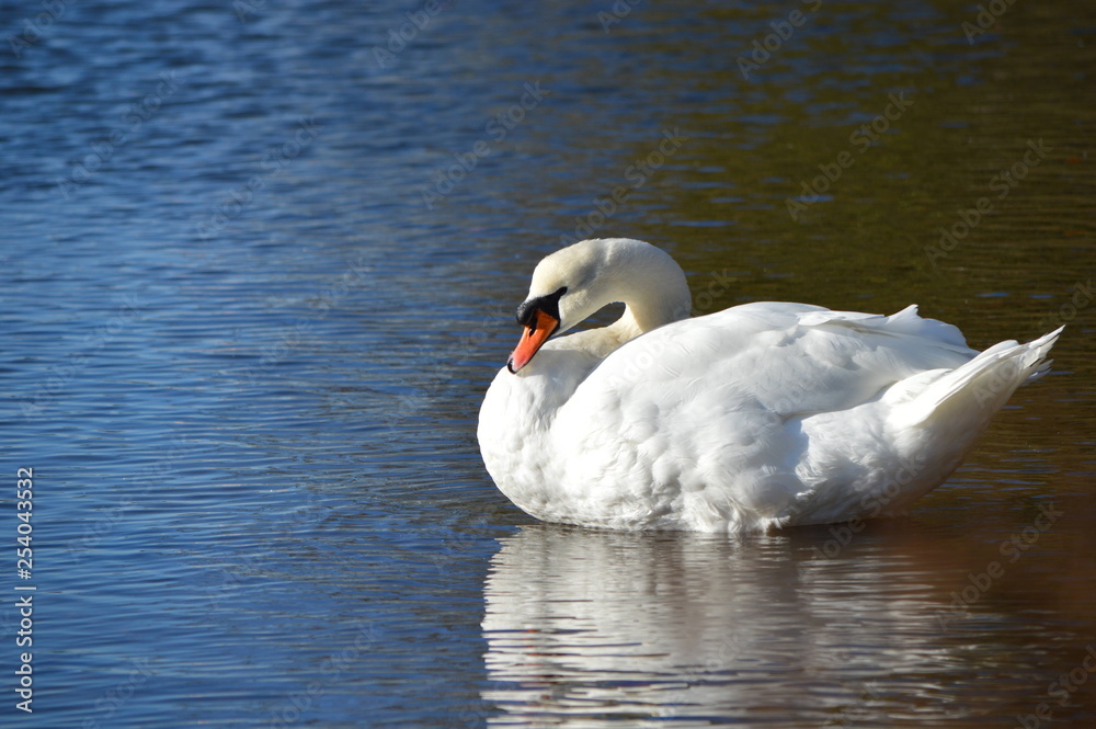 Naklejka premium swan on lake