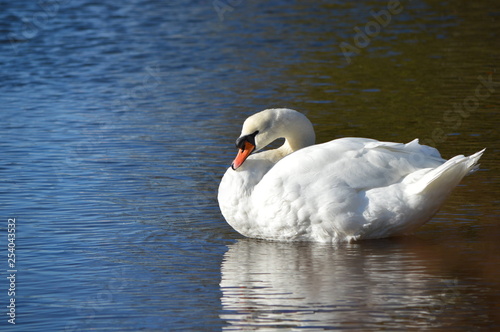 Fototapeta Naklejka Na Ścianę i Meble -  swan on lake