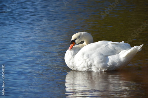 swan on lake