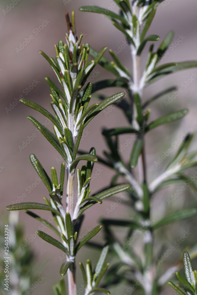 Obraz premium Green Rosemary Sprigs