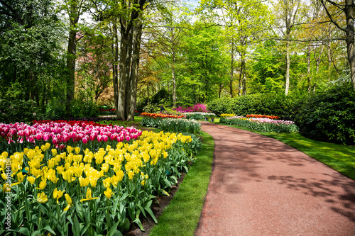 Fototapeta Naklejka Na Ścianę i Meble -  Tulip bloom in Keukenhof Flower Garden, the largest tulip park in the world. Colorful blooming fields and flower alleys, The Netherlands, Holland, Lisse, Europe. 
