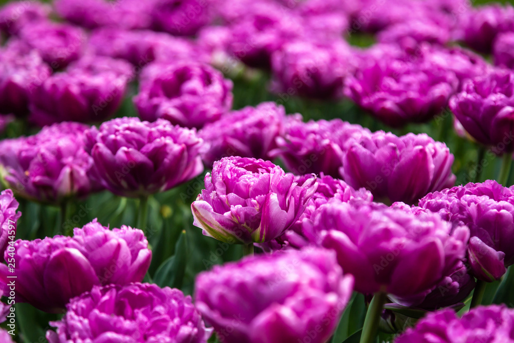 Violet tulip field in blossom with tiny raindrops after rain Violet tulip field in blossom with tiny raindrops after rain