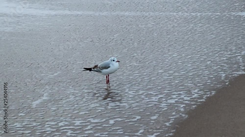 Closeup of seagull at the edge of sea water at sandy beach.