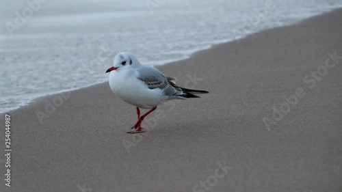 Closeup of seagull at the edge of sea water at sandy beach.