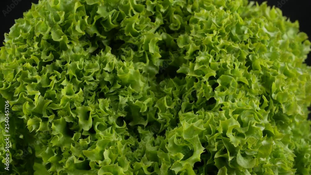 Fresh green Lettuce salad background