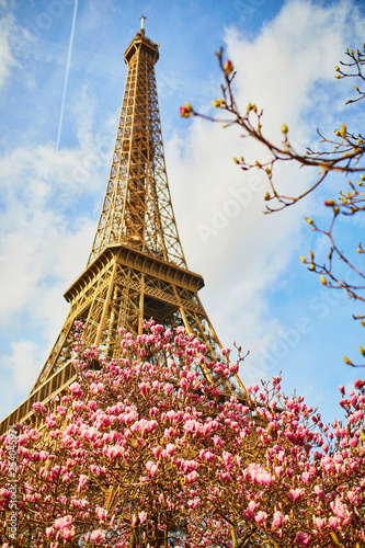 Beautiful pink magnolia in full bloom near the Eiffel tower in Paris © Ekaterina Pokrovsky