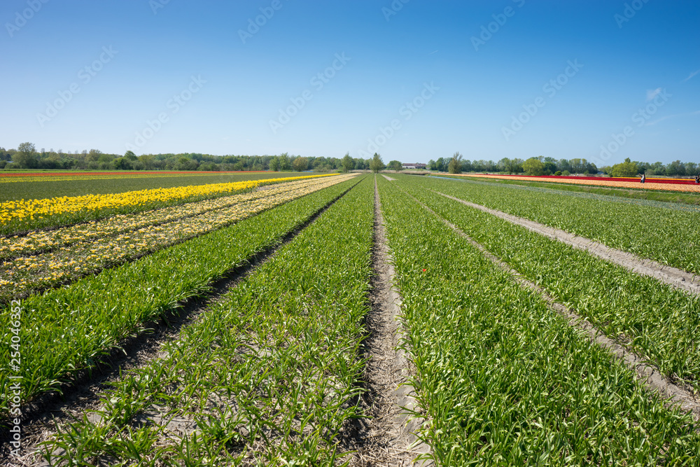 Netherlands,Lisse, a close up of a green field