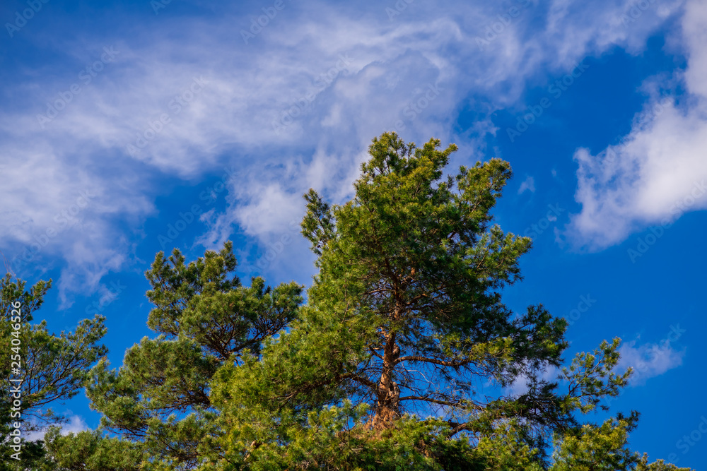 Spring coniferous forest sunny day blue sky Spring coniferous forest sunny day blue sky