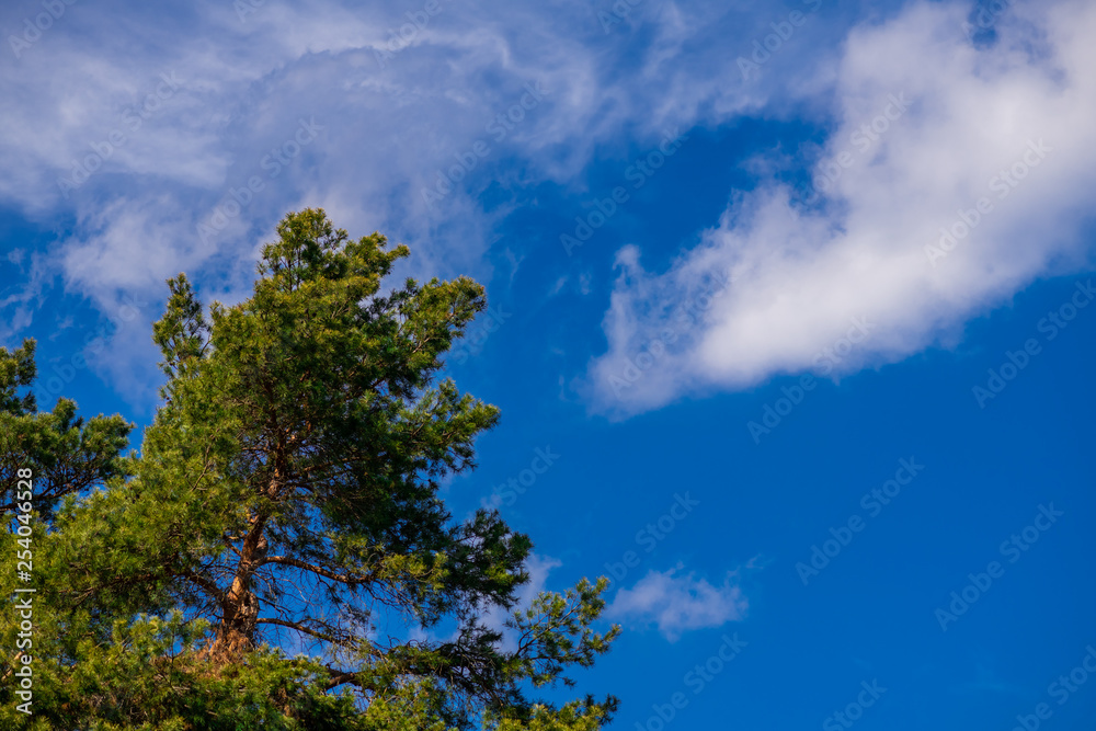 Spring coniferous forest sunny day blue sky Spring coniferous forest sunny day blue sky