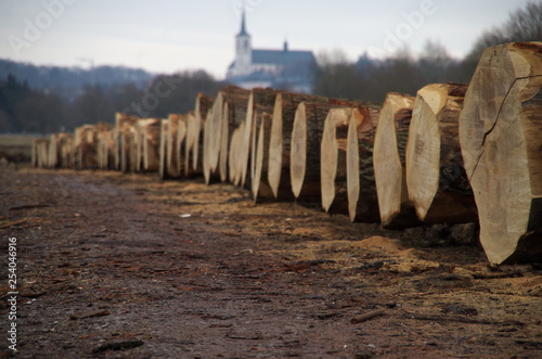 Eichenstämme zur Submission Wertholz für Furnier und Möbel