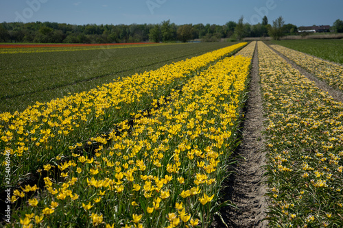 Netherlands,Lisse, a yellow flower in a field