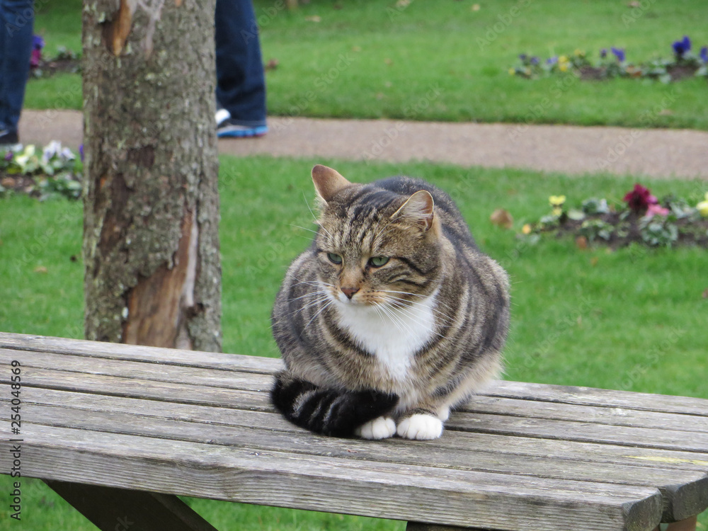 cat in garden