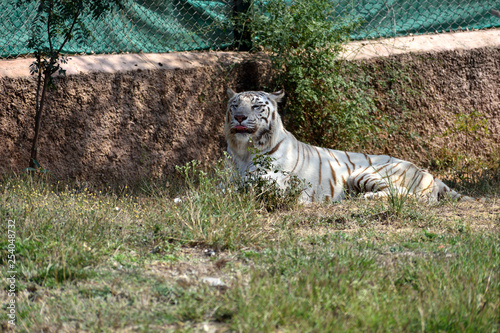 The white tigers are unique due to the color. This color makes them unique. This is very cool and as cute as looks. Their blue eyes and pink noses make these tigers unique.  