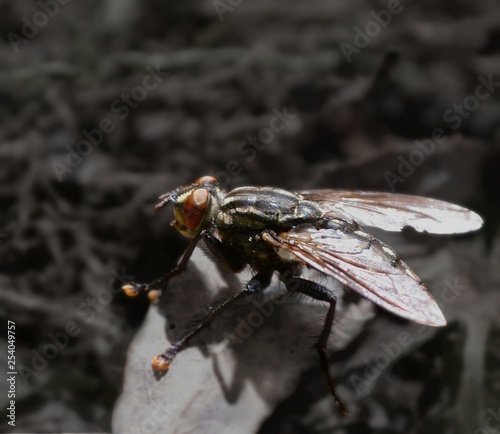 mouche au sol