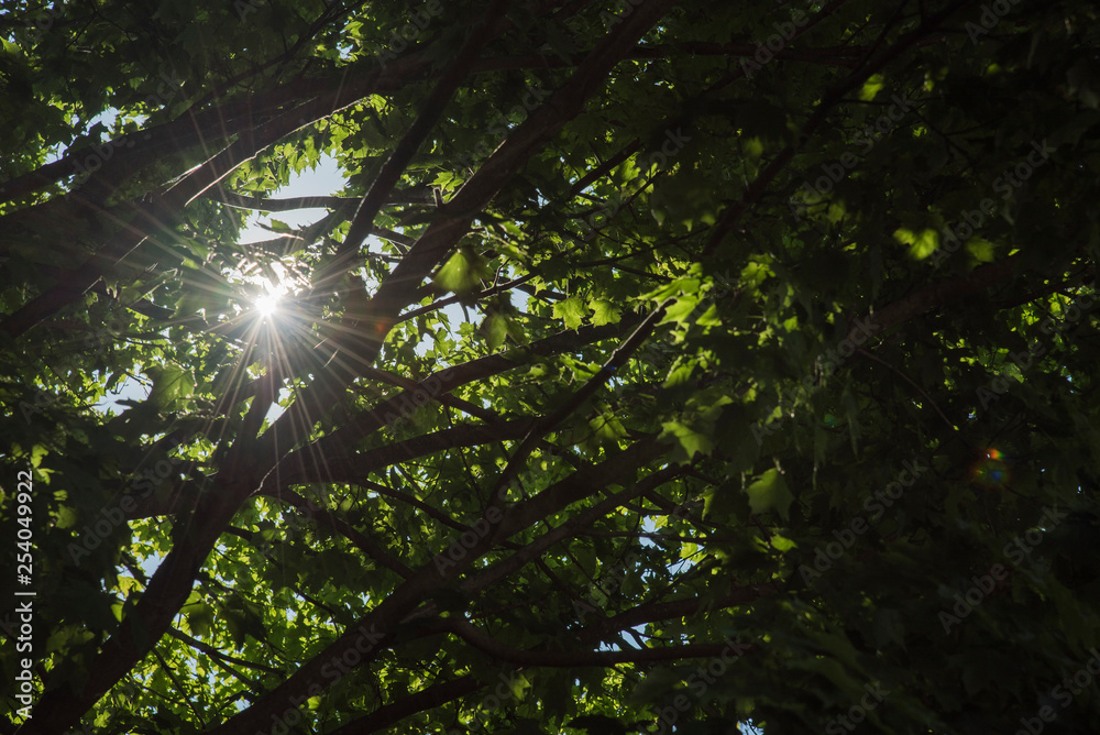 Fototapeta premium Peeking through the Tree