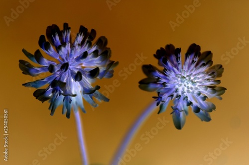 duo de fleur de trèfle en effet négatif