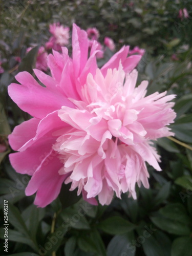 pink chrysanthemum flower