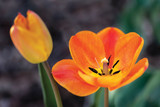 Close-up of two bright orange and yellow tulips
