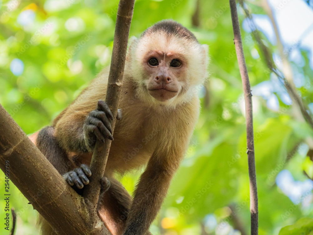 Wild monkey observed in Tayrona Park, Colombia