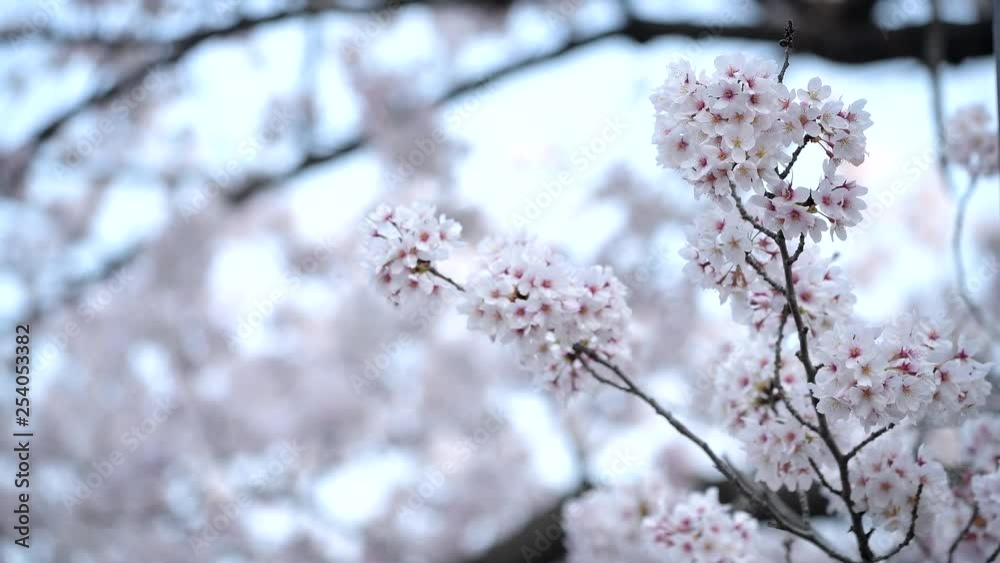 Beautiful Sakura cherry blossom full bloom spring season in Tokyo,Japan Beautiful Sakura cherry blossom full bloom spring season in Tokyo,Japan