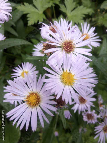 flowers in garden