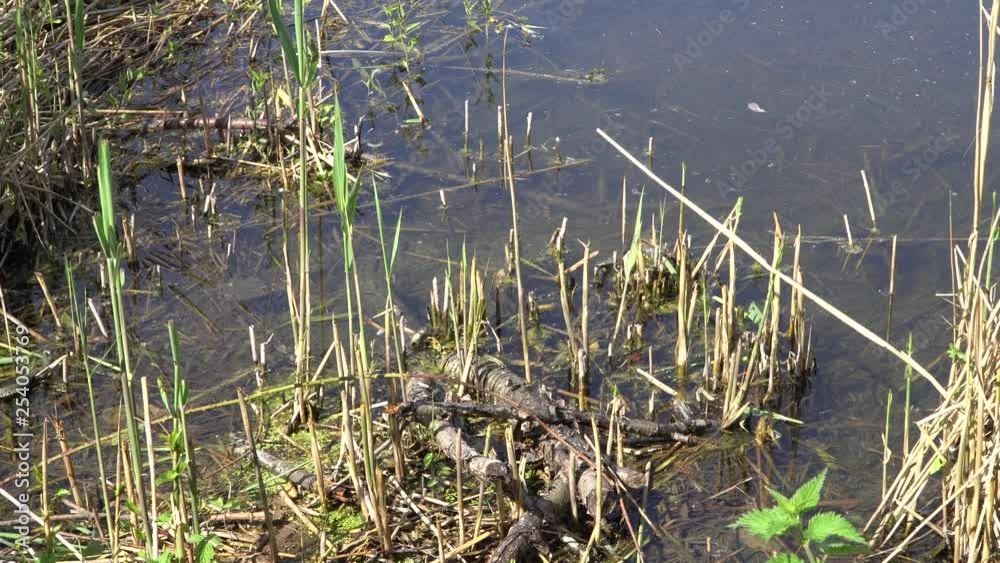 Ringelnatter (Natrix natrix) schlängelt sich am Ufer eines Sees entlang Ringelnatter (Natrix natrix) schlängelt sich am Ufer eines Sees entlang